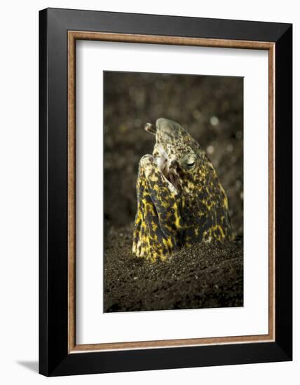 Marbled Snake Eel Emerging from Black Volcanic Sand-Stocktrek Images-Framed Photographic Print