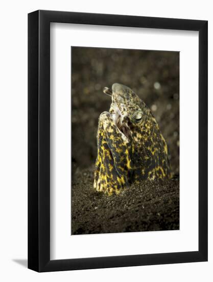 Marbled Snake Eel Emerging from Black Volcanic Sand-Stocktrek Images-Framed Photographic Print