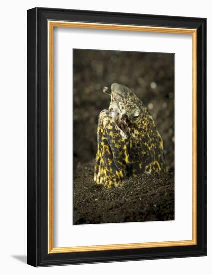 Marbled Snake Eel Emerging from Black Volcanic Sand-Stocktrek Images-Framed Photographic Print