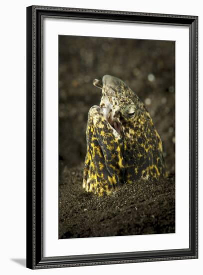 Marbled Snake Eel Emerging from Black Volcanic Sand-Stocktrek Images-Framed Photographic Print