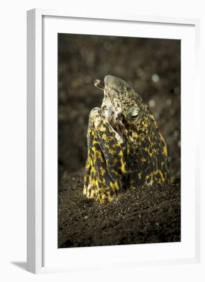 Marbled Snake Eel Emerging from Black Volcanic Sand-Stocktrek Images-Framed Photographic Print