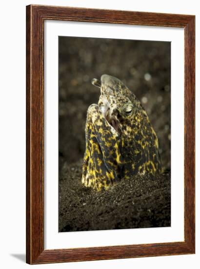 Marbled Snake Eel Emerging from Black Volcanic Sand-Stocktrek Images-Framed Photographic Print