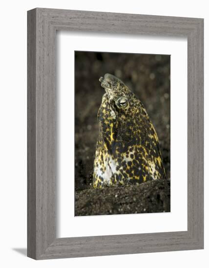 Marbled Snake Eel Emerging from Black Volcanic Sand-Stocktrek Images-Framed Photographic Print