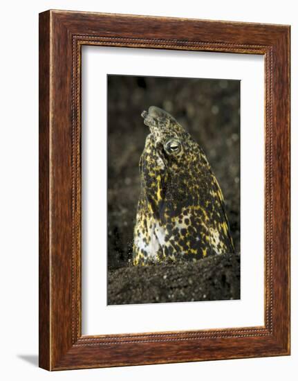 Marbled Snake Eel Emerging from Black Volcanic Sand-Stocktrek Images-Framed Photographic Print