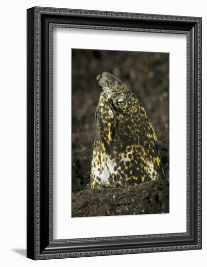 Marbled Snake Eel Emerging from Black Volcanic Sand-Stocktrek Images-Framed Photographic Print