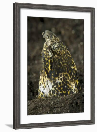 Marbled Snake Eel Emerging from Black Volcanic Sand-Stocktrek Images-Framed Photographic Print