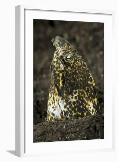 Marbled Snake Eel Emerging from Black Volcanic Sand-Stocktrek Images-Framed Photographic Print