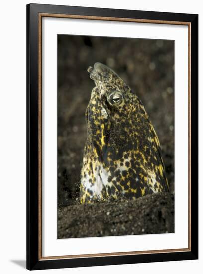 Marbled Snake Eel Emerging from Black Volcanic Sand-Stocktrek Images-Framed Photographic Print