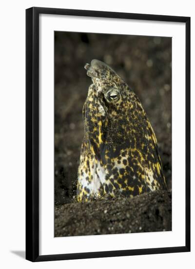 Marbled Snake Eel Emerging from Black Volcanic Sand-Stocktrek Images-Framed Photographic Print