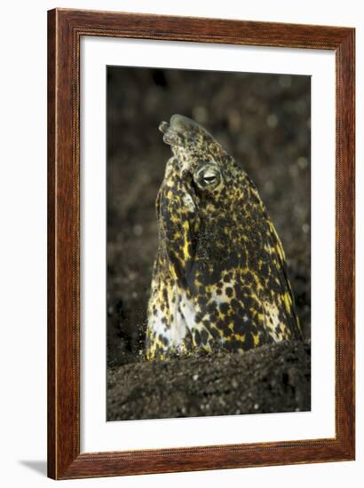 Marbled Snake Eel Emerging from Black Volcanic Sand-Stocktrek Images-Framed Photographic Print