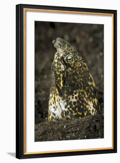 Marbled Snake Eel Emerging from Black Volcanic Sand-Stocktrek Images-Framed Photographic Print