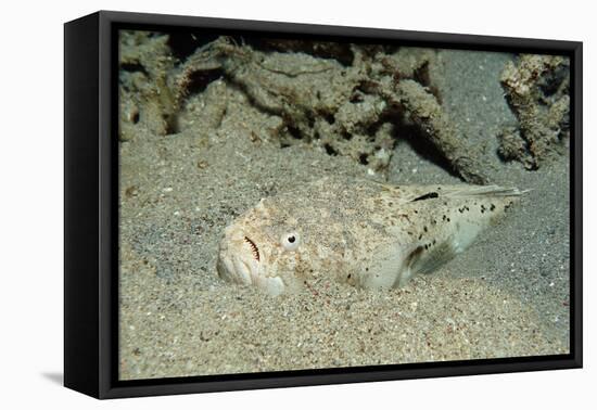 Marbled Stargazer (Uranoscopus Bicinctus), Komodo National Park, Indian Ocean.-Reinhard Dirscherl-Framed Premier Image Canvas