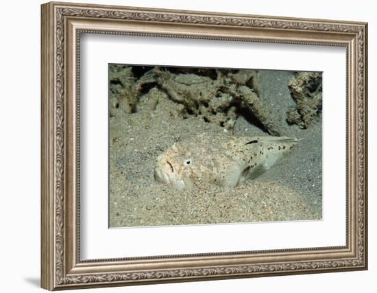 Marbled Stargazer (Uranoscopus Bicinctus), Komodo National Park, Indian Ocean.-Reinhard Dirscherl-Framed Photographic Print