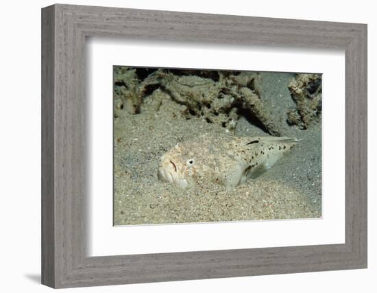 Marbled Stargazer (Uranoscopus Bicinctus), Komodo National Park, Indian Ocean.-Reinhard Dirscherl-Framed Photographic Print