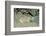 Marbled Stargazer (Uranoscopus Bicinctus), Komodo National Park, Indian Ocean.-Reinhard Dirscherl-Framed Photographic Print