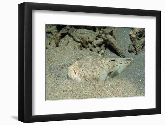 Marbled Stargazer (Uranoscopus Bicinctus), Komodo National Park, Indian Ocean.-Reinhard Dirscherl-Framed Photographic Print