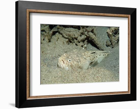 Marbled Stargazer (Uranoscopus Bicinctus), Komodo National Park, Indian Ocean.-Reinhard Dirscherl-Framed Photographic Print