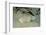 Marbled Stargazer (Uranoscopus Bicinctus), Komodo National Park, Indian Ocean.-Reinhard Dirscherl-Framed Photographic Print