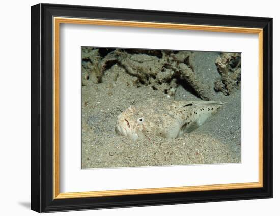 Marbled Stargazer (Uranoscopus Bicinctus), Komodo National Park, Indian Ocean.-Reinhard Dirscherl-Framed Photographic Print