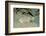 Marbled Stargazer (Uranoscopus Bicinctus), Komodo National Park, Indian Ocean.-Reinhard Dirscherl-Framed Photographic Print