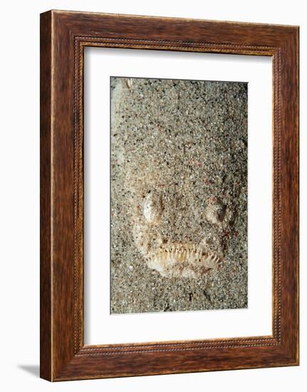 Marbled Stargazer (Uranoscopus Bicinctus), Komodo National Park, Indian Ocean.-Reinhard Dirscherl-Framed Photographic Print