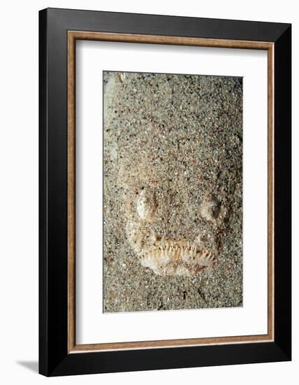 Marbled Stargazer (Uranoscopus Bicinctus), Komodo National Park, Indian Ocean.-Reinhard Dirscherl-Framed Photographic Print