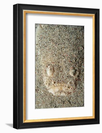 Marbled Stargazer (Uranoscopus Bicinctus), Komodo National Park, Indian Ocean.-Reinhard Dirscherl-Framed Photographic Print