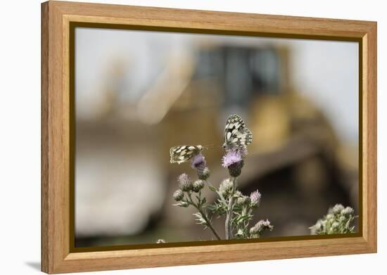 Marbled White Butterflies (Melanargia Galathea) Resting on Thistle-Terry Whittaker-Framed Premier Image Canvas