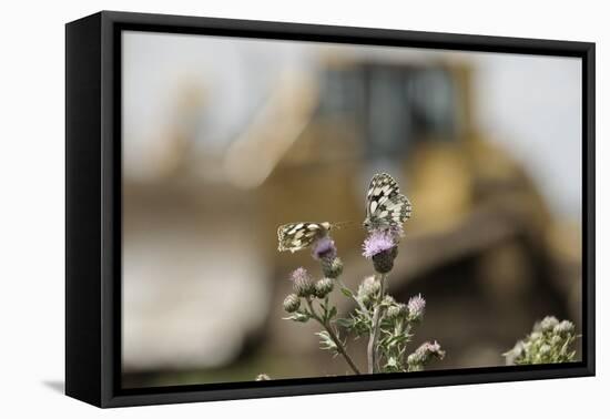 Marbled White Butterflies (Melanargia Galathea) Resting on Thistle-Terry Whittaker-Framed Premier Image Canvas