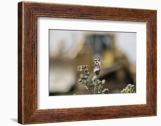 Marbled White Butterflies (Melanargia Galathea) Resting on Thistle-Terry Whittaker-Framed Photographic Print