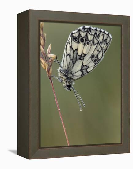 Marbled White Butterfly Covered in Dew at Dawn, Hertfordshire, England, UK-Andy Sands-Framed Premier Image Canvas