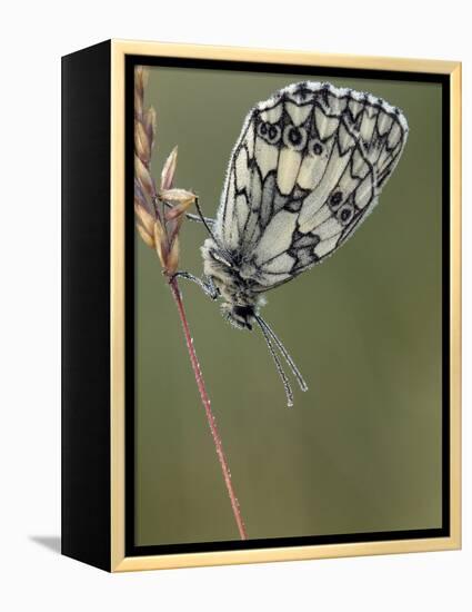 Marbled White Butterfly Covered in Dew at Dawn, Hertfordshire, England, UK-Andy Sands-Framed Premier Image Canvas