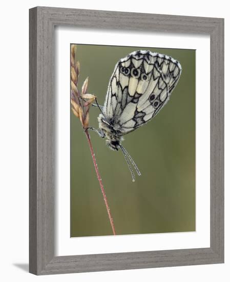 Marbled White Butterfly Covered in Dew at Dawn, Hertfordshire, England, UK-Andy Sands-Framed Photographic Print