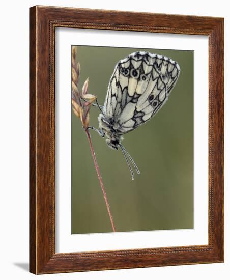 Marbled White Butterfly Covered in Dew at Dawn, Hertfordshire, England, UK-Andy Sands-Framed Photographic Print