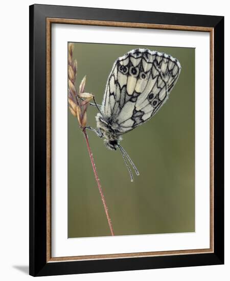 Marbled White Butterfly Covered in Dew at Dawn, Hertfordshire, England, UK-Andy Sands-Framed Photographic Print