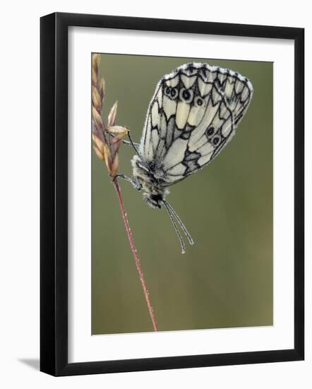 Marbled White Butterfly Covered in Dew at Dawn, Hertfordshire, England, UK-Andy Sands-Framed Photographic Print