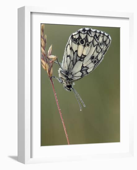 Marbled White Butterfly Covered in Dew at Dawn, Hertfordshire, England, UK-Andy Sands-Framed Photographic Print