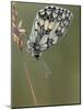 Marbled White Butterfly Covered in Dew at Dawn, Hertfordshire, England, UK-Andy Sands-Mounted Photographic Print