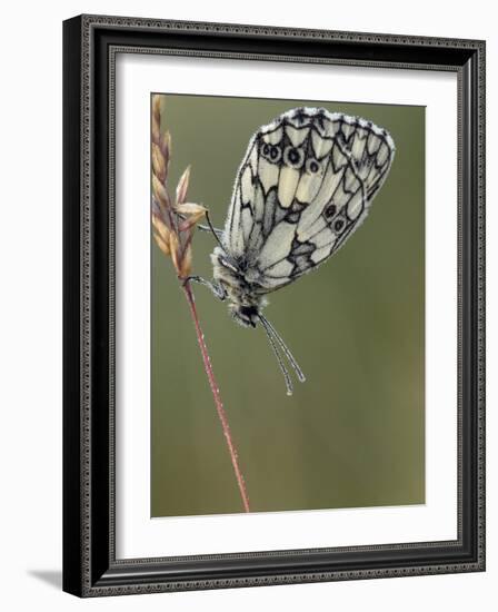 Marbled White Butterfly Covered in Dew at Dawn, Hertfordshire, England, UK-Andy Sands-Framed Photographic Print