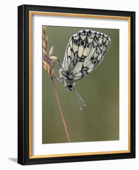 Marbled White Butterfly Covered in Dew at Dawn, Hertfordshire, England, UK-Andy Sands-Framed Photographic Print