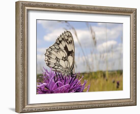 Marbled White Butterfly (Melanargia Galathea)/Greater Knapweed Flower (Centaurea Scabiosa), England-Nick Upton-Framed Photographic Print