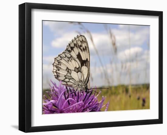 Marbled White Butterfly (Melanargia Galathea)/Greater Knapweed Flower (Centaurea Scabiosa), England-Nick Upton-Framed Photographic Print