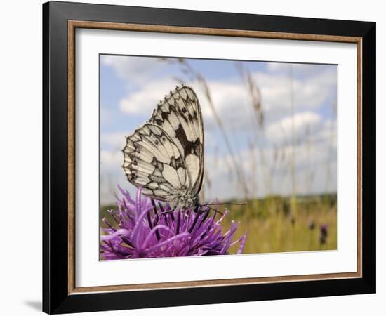 Marbled White Butterfly (Melanargia Galathea)/Greater Knapweed Flower (Centaurea Scabiosa), England-Nick Upton-Framed Photographic Print