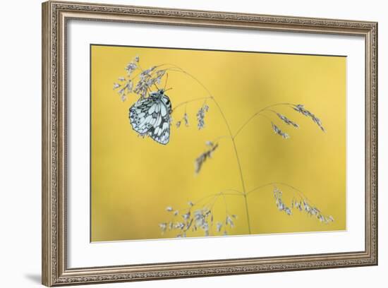 Marbled White Butterfly (Melanargia Galathea) Resting On Grass, Dunsdon Nature Reserve, Devon-Ross Hoddinott-Framed Photographic Print