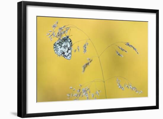 Marbled White Butterfly (Melanargia Galathea) Resting On Grass, Dunsdon Nature Reserve, Devon-Ross Hoddinott-Framed Photographic Print