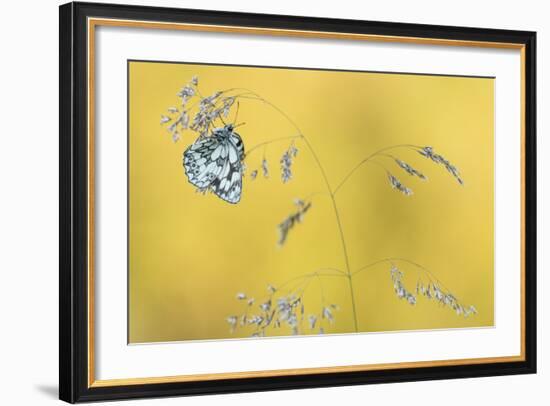 Marbled White Butterfly (Melanargia Galathea) Resting On Grass, Dunsdon Nature Reserve, Devon-Ross Hoddinott-Framed Photographic Print