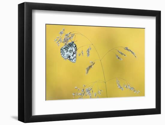 Marbled White Butterfly (Melanargia Galathea) Resting On Grass, Dunsdon Nature Reserve, Devon-Ross Hoddinott-Framed Photographic Print