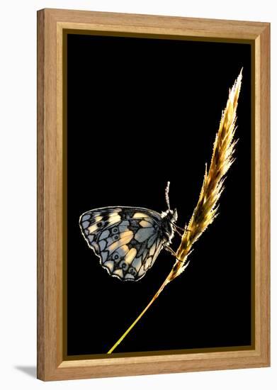 Marbled White Butterfly (Melanargia Galathea) Resting on Grass Stem, Devon, UK-Ross Hoddinott-Framed Premier Image Canvas