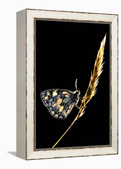 Marbled White Butterfly (Melanargia Galathea) Resting on Grass Stem, Devon, UK-Ross Hoddinott-Framed Premier Image Canvas