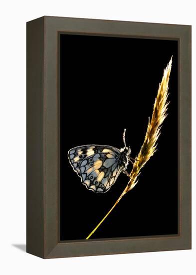 Marbled White Butterfly (Melanargia Galathea) Resting on Grass Stem, Devon, UK-Ross Hoddinott-Framed Premier Image Canvas